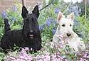 Scottish Terriers.jpg