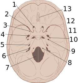 Lebka vnitřní anatomy.svg