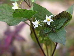 Must maavits (Solanum nigrum)