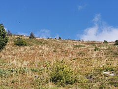 Herde von Gämsen am Speikkogel