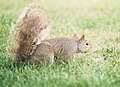 Squirrel feeding.