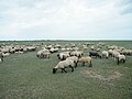 Schafe auf den Salzwiesen bei Saint-Valery-sur-Somme