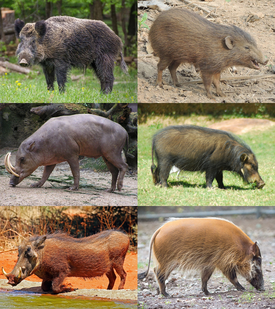 1-й ряд: кабан (Sus scrofa), карликовая свинья (Porcula salvania); 2-й ряд: Babyrousa celebensis, большая лесная свинья (Hylochoerus meinertzhageni); 3-й ряд: обыкновенный бородавочник (Phacochoerus africanus), кистеухая свинья (Potamochoerus porcus)