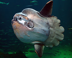 Klumpfisk fra Nordsøen Oceanarium, Hirtshals (2009)