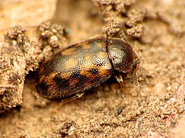 Tetratoma tessellata