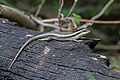 Image 2 African striped skink Photo: Muhammad Mahdi Karim The African striped skink (Trachylepis striata) is a skink native to southern Africa. Individuals are brown or bronze-coloured with two yellowish stripes that run lengthwise on either side of the spine. Both sexes grow to a length of about 25 centimetres (10 in). More selected pictures