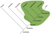 Reptiles in the traditional sense (green field) are a paraphyletic group comprising all non-avian and non-mammalian amniotes. Traditional Reptilia.png