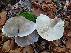 Photographie de deux champignons debout au chapeau gris et brillant sans fibrilles et d'un autre retourné aux lames et pied blancs