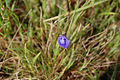 Utricularia purpurascens - Purple Bladderwort (5039471118). 
 jpg