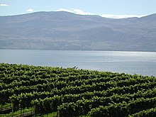 The Okanagan region has a climate suitable for vineyards. Vineyards Lake Okanagan.jpg