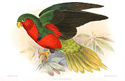 Drawing of green parrot with red face and belly, green and black wings, and yellow tail