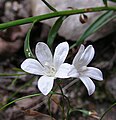 Wahlenbergia linarioides