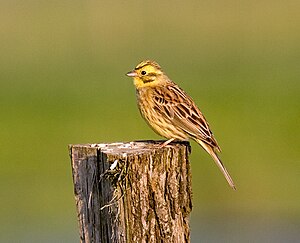 Gulsparag (Emberiza citrinella) LC - least concern (ei trüüwet)