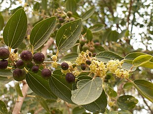 Tornet jujube (Ziziphus spina-christi) Foto: Dov Grobgeld