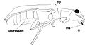 Вентро-латеральный вид: hp-плечевой выступ, lr-латеральный киль, ma-мандибулярный выступ. Длина тела: 6,4 мм
