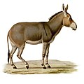 "Equus asinus somaliensis", kromolitograafia 1869. aastast