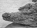 Crocodylus niloticus at Faunia in Madrid