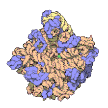 Structure of nucleoprotein MA: The 50S ribosomal subunit from H. marismortui X-ray crystallographic model of 29 of the 33 native components, from the laboratory of Thomas Steitz. Of the 31 component proteins, 27 are shown (blue), along with its 2 RNA strands (orange/yellow). Scale: assembly is approx. 24 nm across. 010 large subunit-1FFK.gif