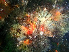 Various sea cucumbers