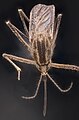 Aedes albifasciatus.