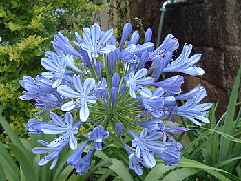 Agapanthus africanus