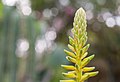 5 septembre 2013 Agave cocui (inflorescence)