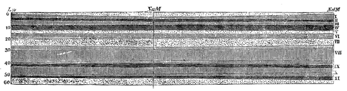 Fig. 8. Doorsnede van den Amsterdamschen bodem.