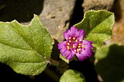 Allionia incarnata var. incarnata flower