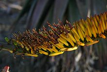Aloe marlothii flowers with stamens and stigmata of mature flowers exserted from the mouths of the floral tubes Aloe marlothii02.jpg