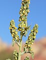 A. acanthicarpa