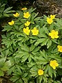 Anemone ranunculoides