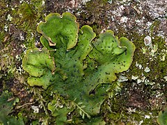 Peltigera aphthosa