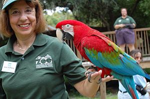 Green-winged Macaw (also known as the Red-and-...