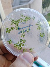 Tissue culture used to regenerate Arabidopsis thaliana Arabidopsis thaliana tissue culture in fingers.jpg