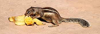 Un écureuil de Barbarie (Atlantoxerus getulus), sciuridé du Maroc et de l'Algérie, invasif aux Canaries. (définition réelle 4 649 × 1 588)