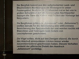 Infotafel zur Jagd auf Bergfinken