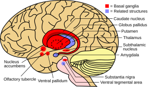 Bazální ganglia a příbuzné struktury (2). Svg