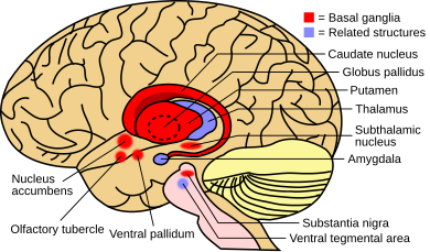 The basal ganglia at the brain's center with the thalamus next to it. Nearby related brain structures are also shown.