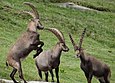 Un groupe de trois bouquetins.