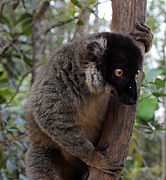 Bruine maki (Eulemur fulvus)