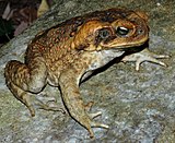 Cane Toad (Bufo marinus)