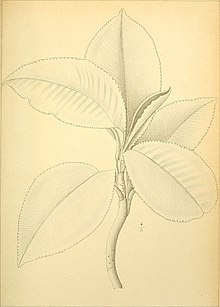 Bulletin de l'Herbier Boissier (1893-1908.) (20412551646) .jpg