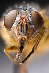 Calliphora hilli blowfly