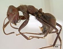 Camponotus saundersi casent0179025 profile 1.jpg