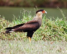 Le caracara huppé ou polyborus plancus est un grand prédateur