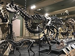 カルノタウルス復元骨格