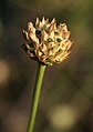 Cephalaria media