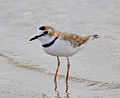 Charadrius collaris