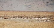 A cheetah in pursuit of Thomson's Gazelle. Ngorongoro Crater, Tanzania.