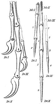 Miniatura para Chirostenotes pergracilis